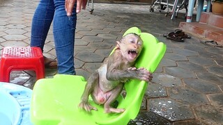 Monkey Baby Maki Sit On Chair Cry Loudly When Waiting Mom go take towel for Him