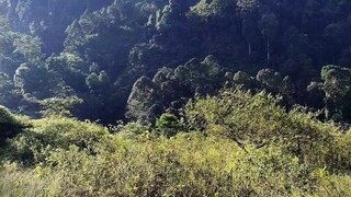 alam yang masih segar