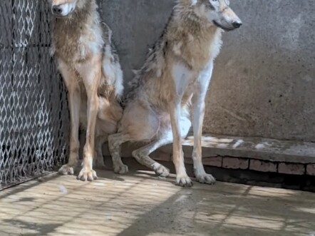 It’s feeding time for the wolves again—treats and delicacies are keeping them in great shape! #