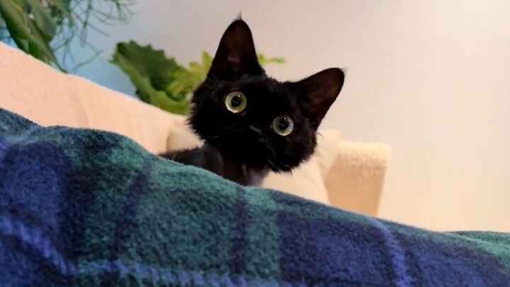 "Ông ơi, cháu đào than về rồi đây!"