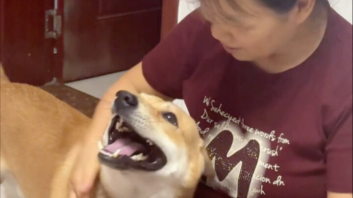 Xiao Wu: Just take me home—leave the rest to me. #XiaoWuTheVillageDog#WeHaveAChineseVillageDogAtHome