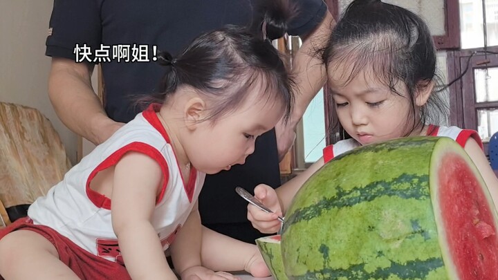 Rebut Makanan dari Mulut Babi