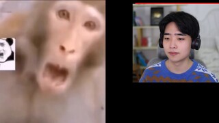 [Immediately take a vacation] Don’t laugh challenge, uncut version, click it and laugh until your st