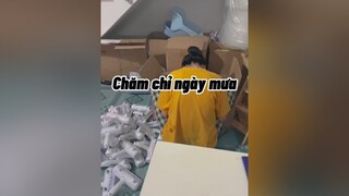 Chăm chỉ cat mèo