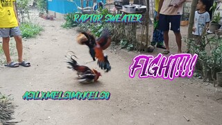 ASILXMELSIMXKELSO VS RAPTOR SWEATER  SPAR!!   JRP BACKYARD