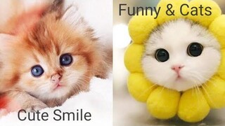 Funny & Cats - รวมน้องแมวน่ารัก 4