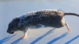 How cold is it in the north?