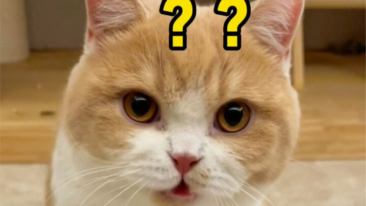 How strong is a little cat's sense of revenge?