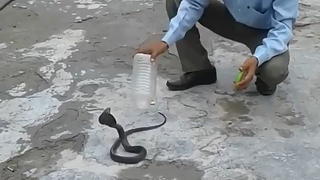 Tuhan menangkap ular