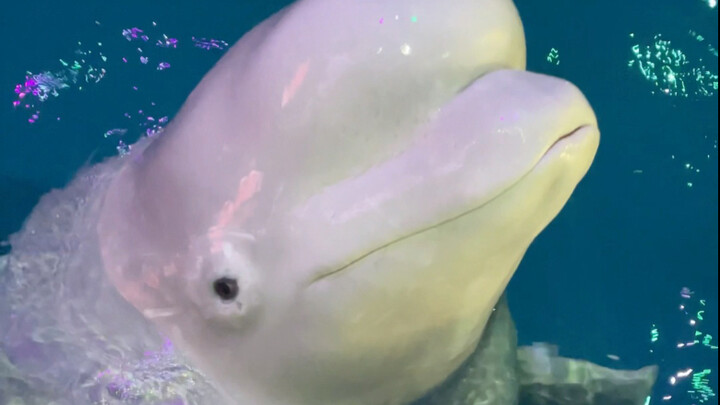 กินปลาแล้ว!