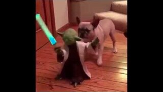 รวมคลิป ตลก น่ารัก สัตว์เลี้ยง Funny Video 18
