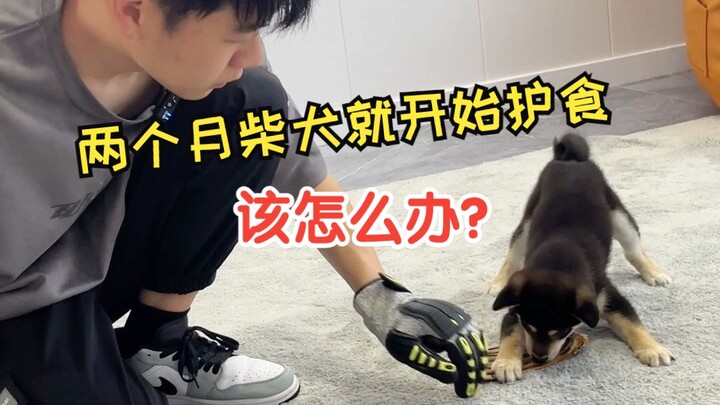 Cái dáng bảo vệ đồ ăn của bé Hachika 2 tháng tuổi đáng yêu quá, bạn sẽ chọn cách nào để uốn nắn bé đ