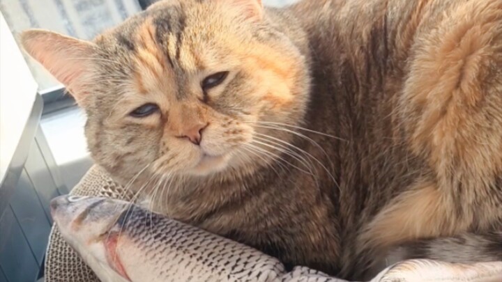 快乐与我莫得关系