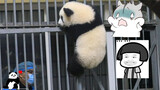 (Panda) Naik sampai tinggi-tinggi, malah bertemu pengasuh. Jadi gugup.