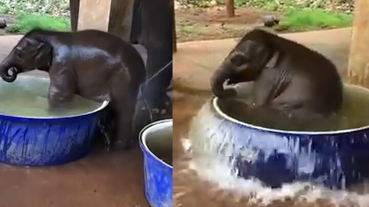 Sure it’s not a person in a costume? The baby elephant flails and dives into the basin to take a bat