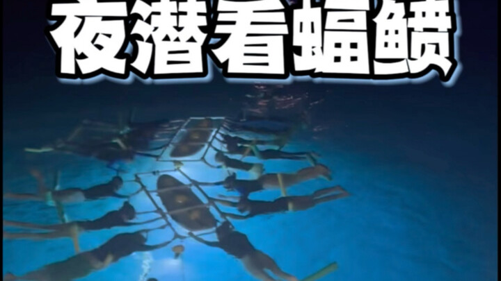 Seperti apa rasanya saat pari manta selebar beberapa meter meluncur tepat di depan mata Anda?