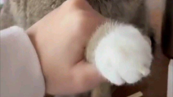 You won’t eat cat treats, you won’t eat freeze-dried snacks, you won’t even eat sashimi—yet you insi