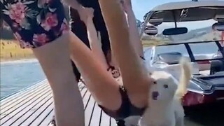 Anjing yang paling sulit dijilat