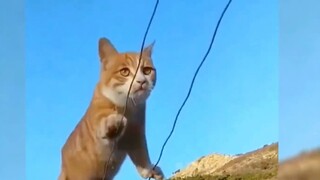 How do cats become cute and powerful at the same time? High-energy moments for cats with full level