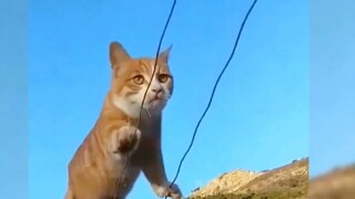 Làm thế nào để mèo vừa trở nên dễ thương vừa mạnh mẽ?