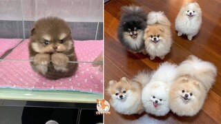 Absolutely Gorgeous Mini Pomeranian | Funny and Cute Pomeranian Videos #9 | CuteVN