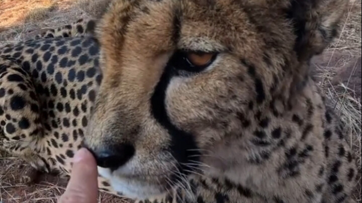 Cheetah: Hanya dia saja yang berwatak baik, kalau kucing pasti sudah melayangkan tinju meong kepadam