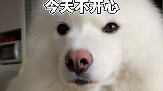 سامويه غير سعيد على الإطلاق! هل عادت أمك لتظلمك مجددًا؟