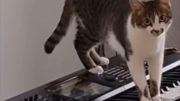 Cat: Did you hear any strange sounds??