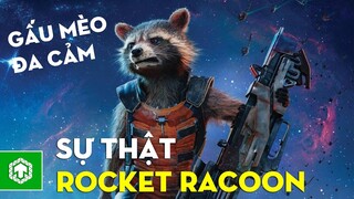 TOP 10 Sự Thật Về ROCKET RACCOON Bạn Cần Biết | Trẻ Trâu Lầy Nhất MCU?! | Ten Tickers