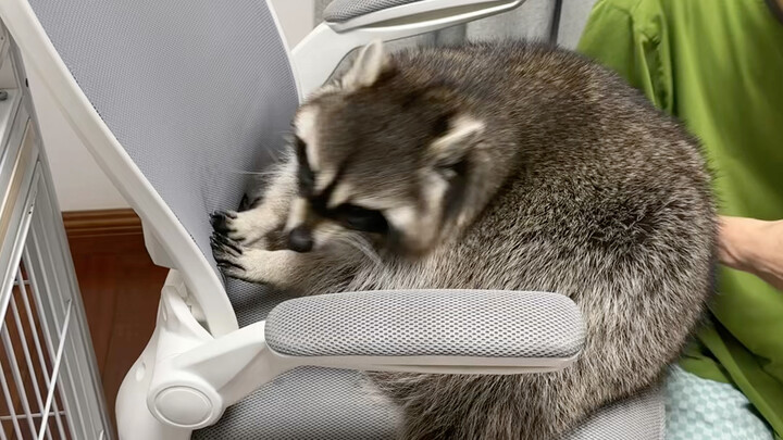 Raccoon Turns the Tables on Its Owner #CutePetDebutPlan #LittleRaccoon