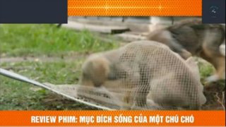 REVIEW PHIM : Mục đích sống của 1 chú chó (p1) #rvphimcuocsong