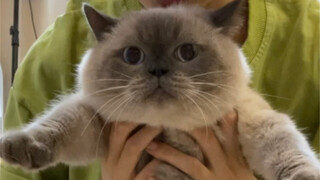 This is the most speechless thing I've ever experienced since I got a cat...