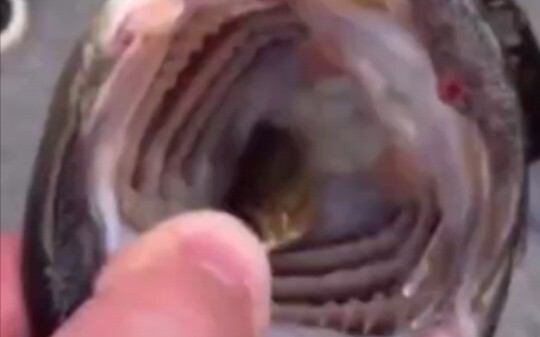 难怪有修女与鱼这个故事