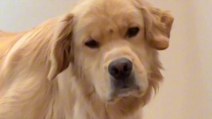 Comfort Dog: Looks like we can't get past this hurdle.