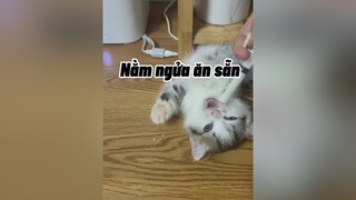 Tôi hầu chúng ló mà chúng ló không cho tôi hônnnn mèo cat cute