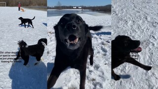 Dog: Even if no dog is around to play with me, I’ll still cheer myself up!