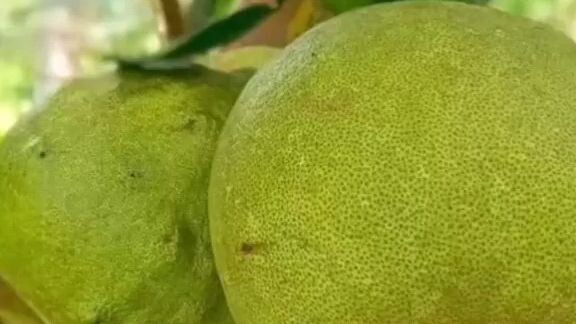 TikTok ypt viral video 2022