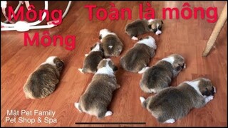 1 dàn chân ngắn , mông to siêu quậy . Corgi con 25 ngày tuổi siêu cute . Corgi Puppy