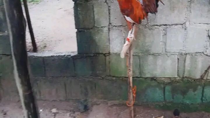 bcharahabs backyard