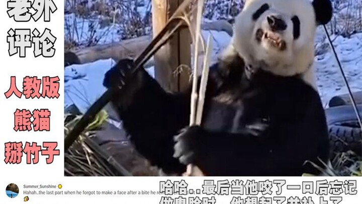 “人教版”熊猫火到国外，百万老外看他掰竹子，老外：太可爱了！