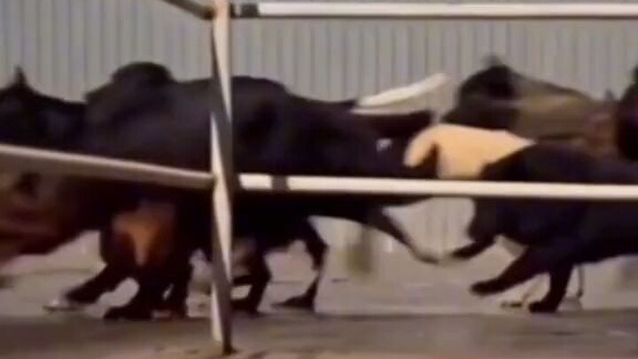 Anh e song Chet co nhau