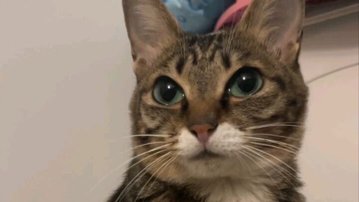 แมวๆ ฉันนี่ไง～มอบตัวเองให้พวกเธอหมดแล้วนะ!