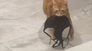 What Can Cats Do | Funny Cat Videos Compilation