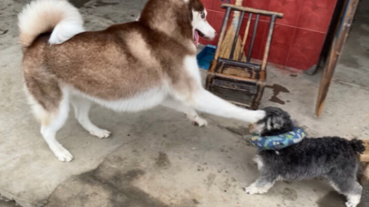 Chó Husky: Cười chết mất, bác đang cạo gió à?