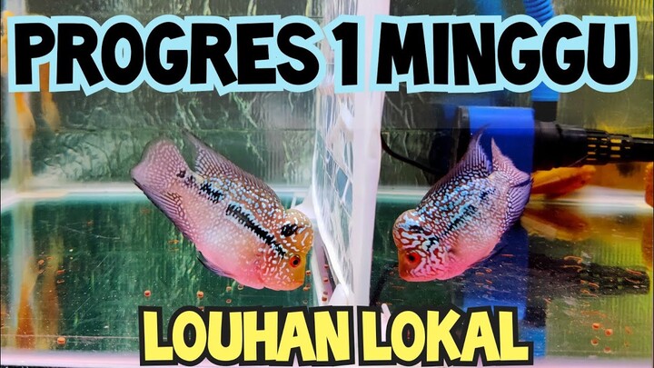 HASIL PROGRES LOUHAN 1 MINGGU..PUAS