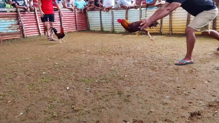 2x winner prh over hatchgold win