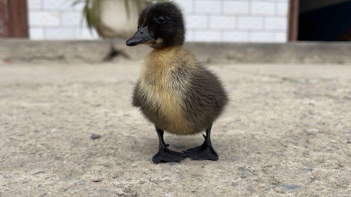 Debuting for the first time—don't let their cuteness melt your heart!