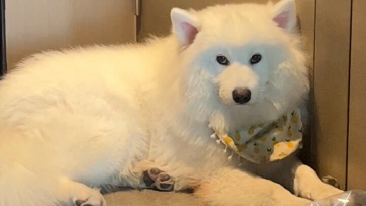 The Ultimate Sufferer Samoyed