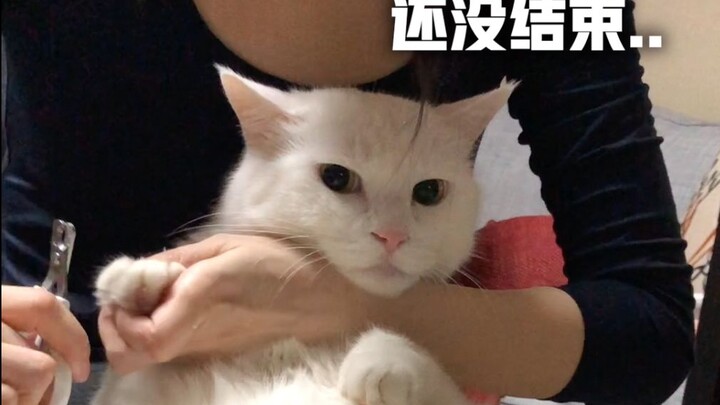 Papi Jiang's Big and Little Mi: "Big Mi's Foot-Care Chronicles"—why is trimming nails taking so darn