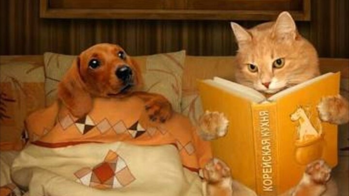 Crazy Cat Fails Compilation 😹 | Funny Cat Moments That Will Make You LOL!